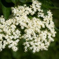 モロッコの美容ハーブ大辞典｜エルダーフラワー（Elderflower）