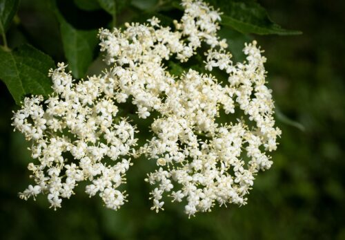 モロッコの美容ハーブ大辞典｜エルダーフラワー（Elderflower）