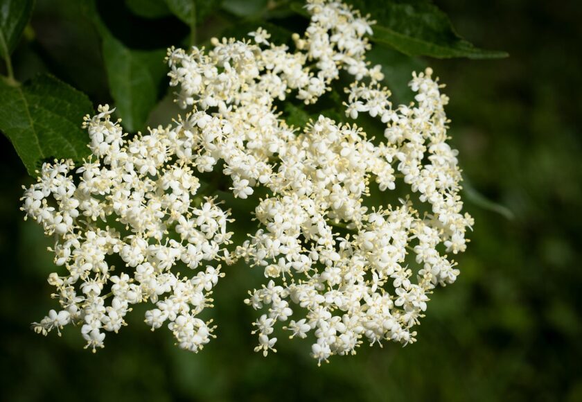 モロッコの美容ハーブ大辞典｜エルダーフラワー（Elderflower）