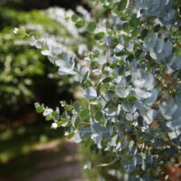 モロッコの美容ハーブ大辞典｜ユーカリ（Eucalyptus）