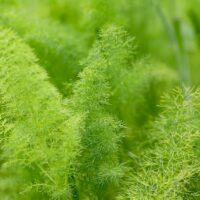 モロッコの美容ハーブ大辞典｜フェンネル（Fennel）