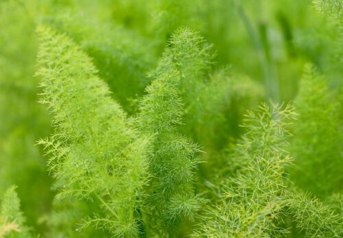 モロッコの美容ハーブ大辞典｜フェンネル（Fennel）