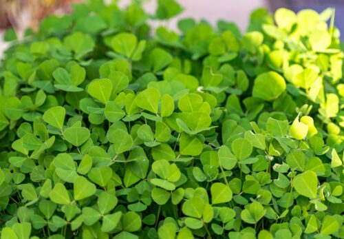 モロッコの美容ハーブ大辞典｜フェヌグリーク（Fenugreek）