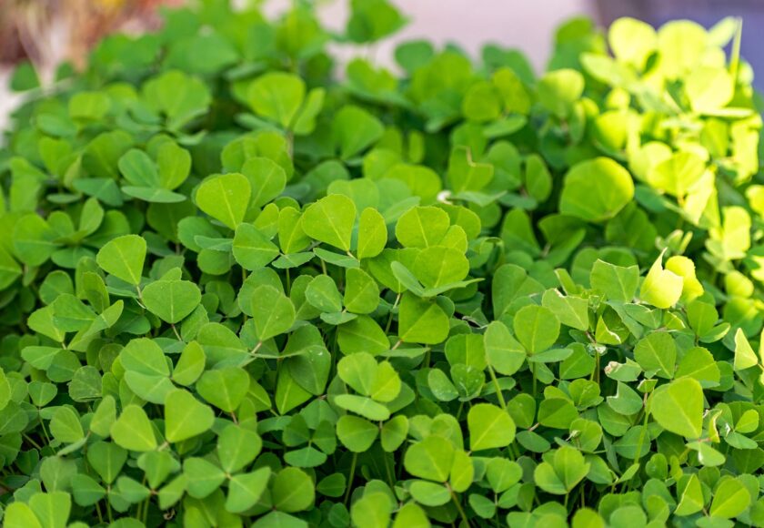 モロッコの美容ハーブ大辞典｜フェヌグリーク（Fenugreek）