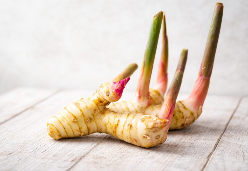 モロッコの美容ハーブ大辞典｜ガランガル（Galangal）