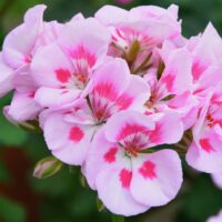 モロッコの美容ハーブ大辞典｜ゼラニウム（Geranium）