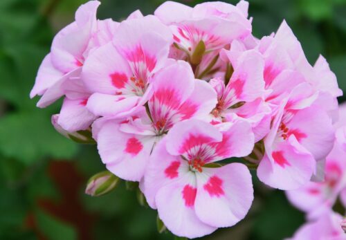 モロッコの美容ハーブ大辞典｜ゼラニウム（Geranium）