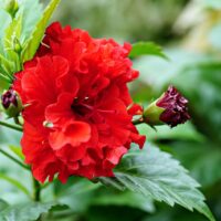 モロッコの美容ハーブ大辞典｜ハイビスカス（Hibiscus）