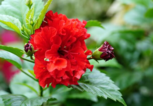 モロッコの美容ハーブ大辞典｜ハイビスカス（Hibiscus）