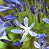 モロッコの美容ハーブ大辞典｜インディゴ（Indigo Plant）