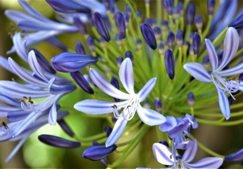 モロッコの美容ハーブ大辞典｜インディゴ（Indigo Plant）