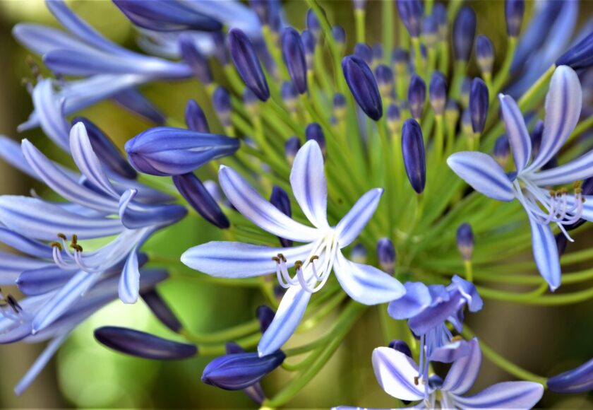 モロッコの美容ハーブ大辞典｜インディゴ（Indigo Plant）