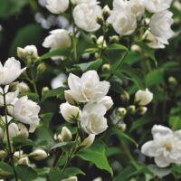 モロッコの美容ハーブ大辞典｜ジャスミン（Jasmine）