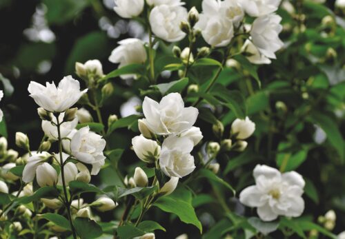 モロッコの美容ハーブ大辞典|ジャスミン(Jasmine)