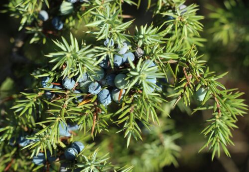モロッコの美容ハーブ大辞典|ジュニパー(Juniper)