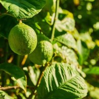 モロッコの美容ハーブ大辞典｜カフィアライム（Kaffir Lime）
