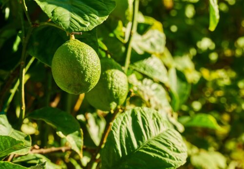 モロッコの美容ハーブ大辞典｜カフィアライム（Kaffir Lime）