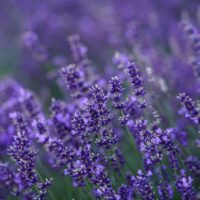 モロッコの美容ハーブ大辞典|ラベンダー(Lavender)