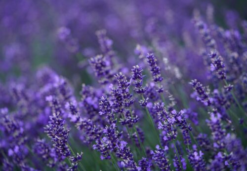 モロッコの美容ハーブ大辞典｜ラベンダー（Lavender）