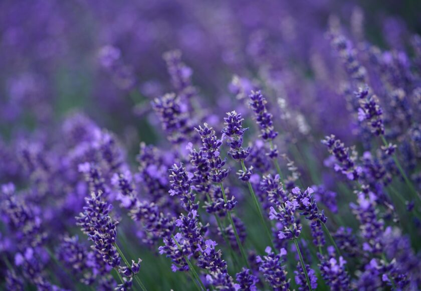 モロッコの美容ハーブ大辞典｜ラベンダー（Lavender）