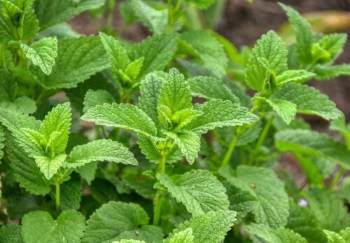 モロッコの美容ハーブ大辞典｜レモンバーム（Lemon Balm）