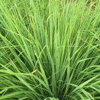 モロッコの美容ハーブ大辞典｜レモングラス（Lemongrass）