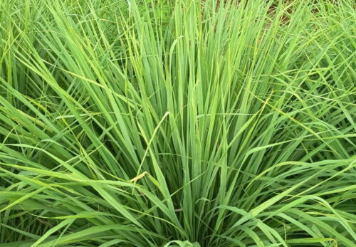 モロッコの美容ハーブ大辞典｜レモングラス（Lemongrass）