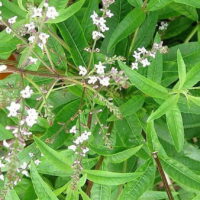 モロッコの美容ハーブ大辞典|レモンバーベナ(Lemon Verbena)