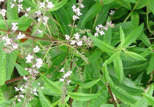 モロッコの美容ハーブ大辞典｜レモンバーベナ（Lemon Verbena）