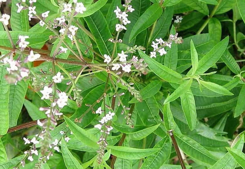 モロッコの美容ハーブ大辞典｜レモンバーベナ（Lemon Verbena）