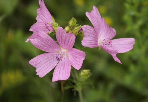 モロッコの美容ハーブ大辞典|マロウ(Mallow)