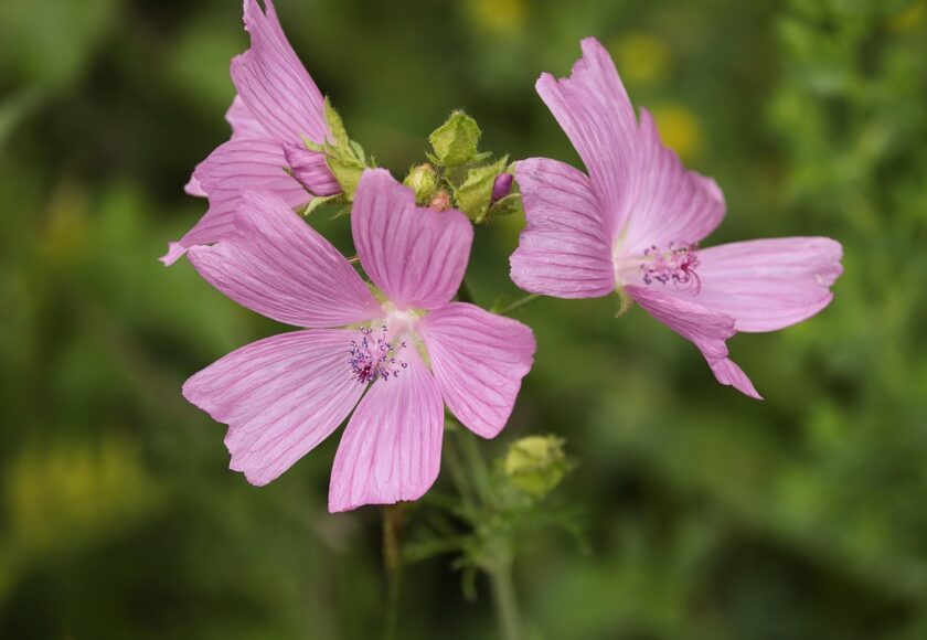 モロッコの美容ハーブ大辞典｜マロウ（Mallow）