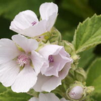 モロッコの美容ハーブ大辞典｜マシュマロウ（Marshmallow Root）