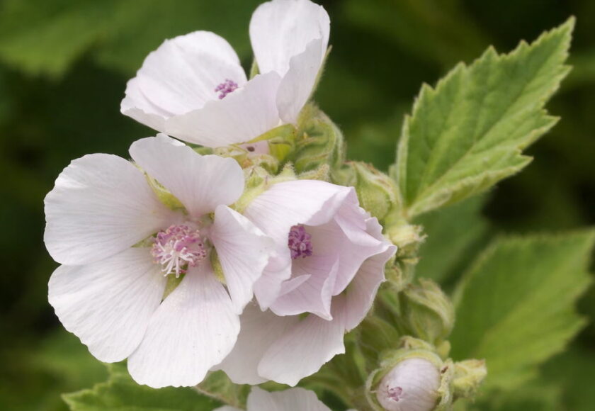 モロッコの美容ハーブ大辞典｜マシュマロウ（Marshmallow Root）