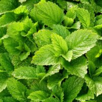 モロッコの美容ハーブ大辞典｜メリッサ（Melissa）