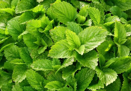 モロッコの美容ハーブ大辞典|メリッサ(Melissa)