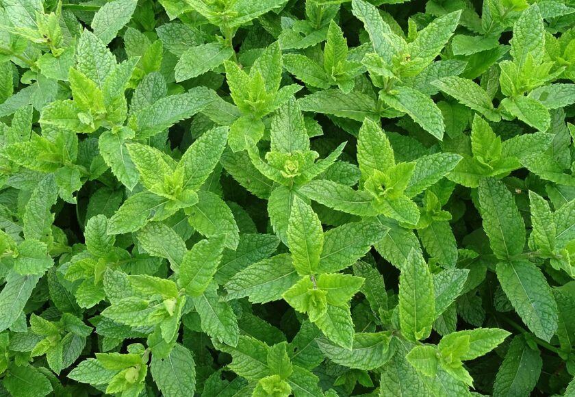モロッコの美容ハーブ大辞典｜ミント（Mint / Spearmint）