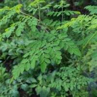 モロッコの美容ハーブ大辞典｜モリンガ（Moringa）