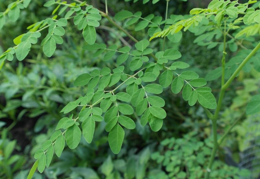 モロッコの美容ハーブ大辞典｜モリンガ（Moringa）