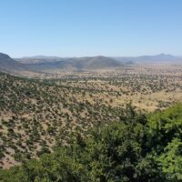 アルガンオイルはユネスコに登録されている？モロッコの貴重な文化遺産