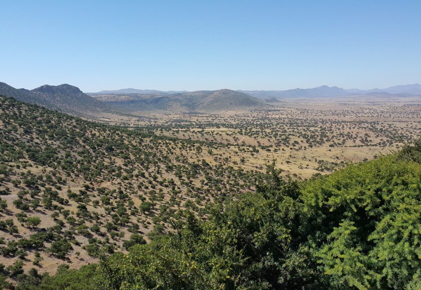 アルガンオイルはユネスコに登録されている？モロッコの貴重な文化遺産