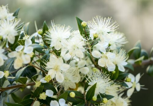 モロッコの美容ハーブ大辞典|マートル(Myrtle)