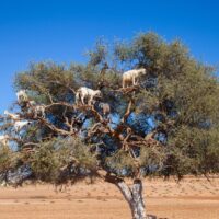 メルヴィータ撤退で見えるアルガンオイル市場の現実｜日本市場で何が起きているのか