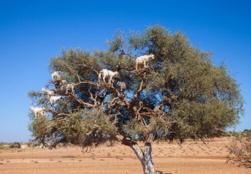 メルヴィータ撤退で見えるアルガンオイル市場の現実｜日本市場で何が起きているのか