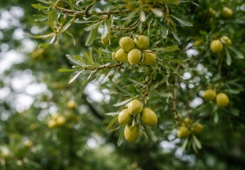 アルガンオイルが世界の美容オイルとして注目される理由