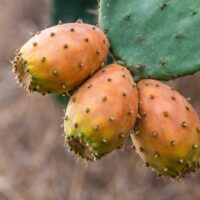 ウチワサボテンオイルを朝のスキンケアに取り入れる方法｜軽い使い心地の美容オイル