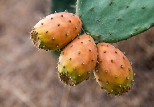 ウチワサボテンオイルを朝のスキンケアに取り入れる方法｜軽い使い心地の美容オイル