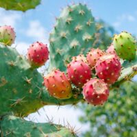 ウチワサボテンオイルに含まれるビタミンKの美容効果とは