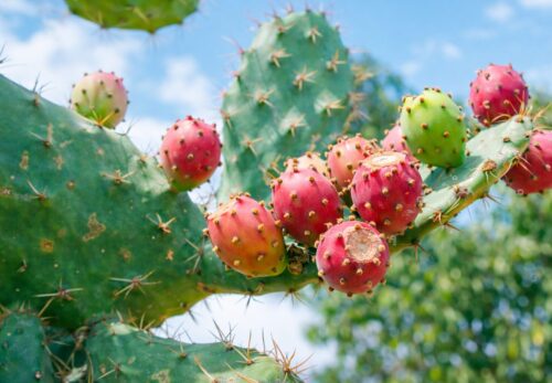 ウチワサボテンオイルに含まれるビタミンKの美容効果とは