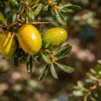 アルガンオイルはなぜ高い？理由を詳しく解説